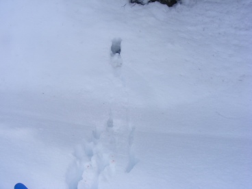 Snow imprint of a coyote "mousing"